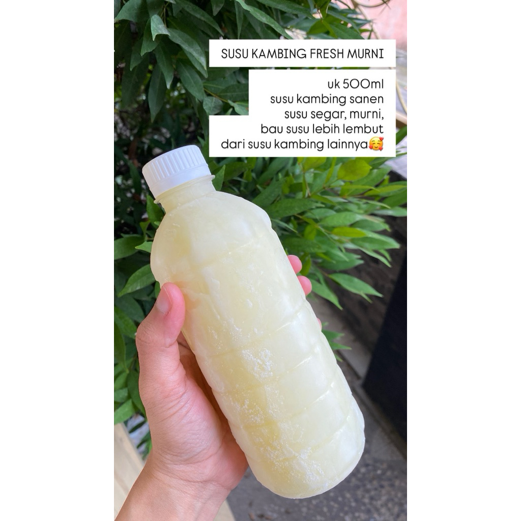 SUSU KAMBING SEGAR MURNI SUSU KAMBING SANEN MINUMAN BERMANFAAT SEHAT