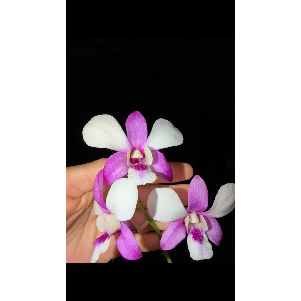 Keiki anggrek random