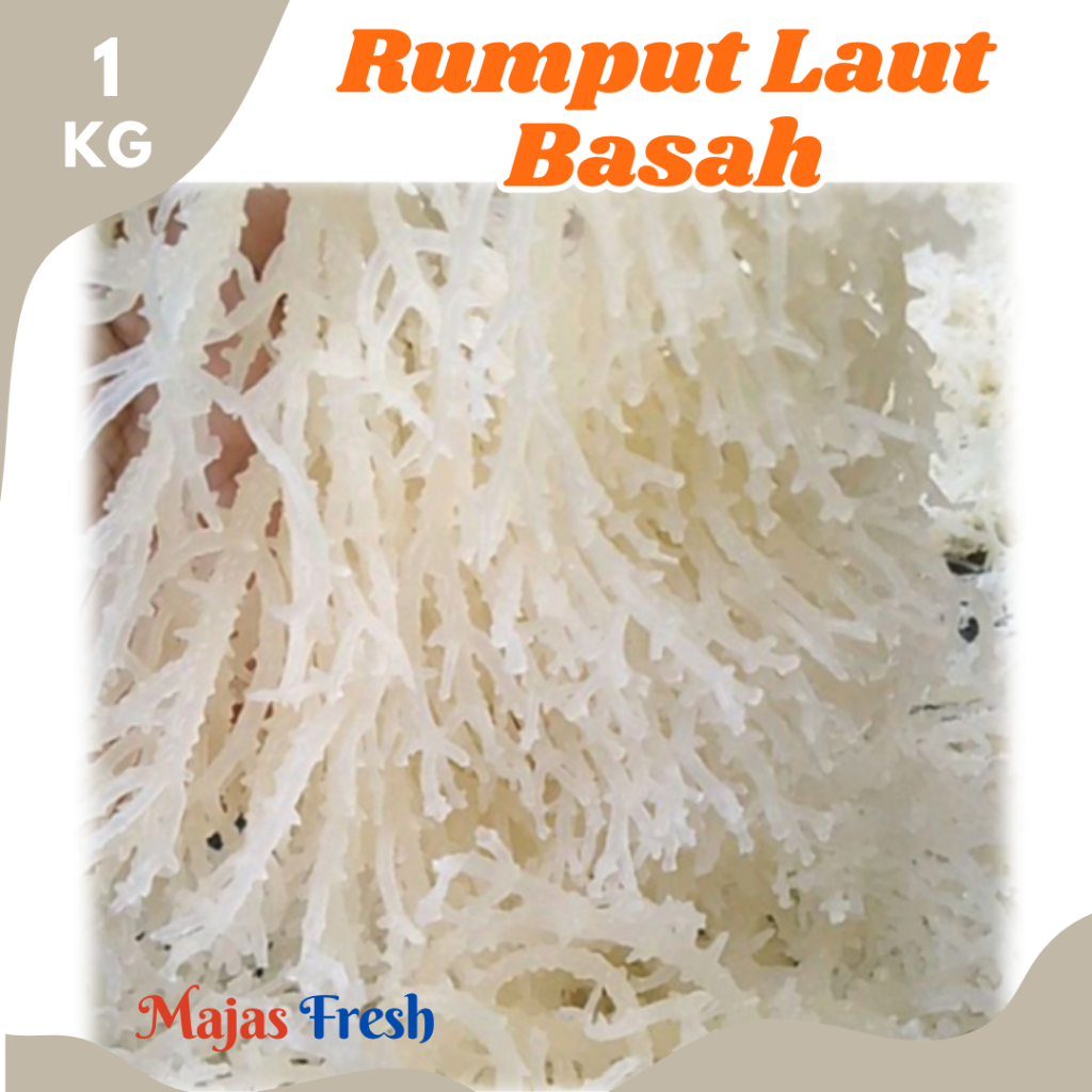 RUMPUT LAUT Basah Segar - Rumput Laut Putih Bersih Fresh [ 1.000gr ] Harga Per KG