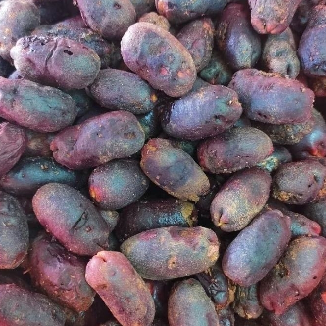 biji cengkeh zanzibar  1kg polong cengkeh siap semai