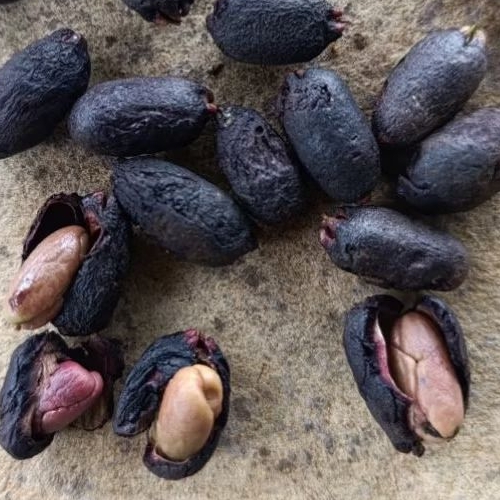 biji cengkeh zanzibar  1kg polong cengkeh siap semai