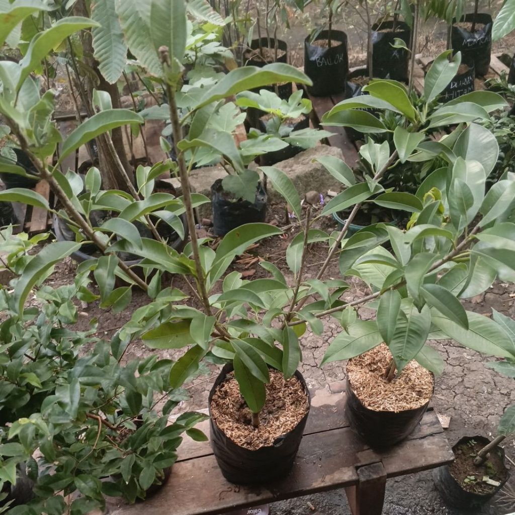 bibit sawo jumbo Vietnam (cangkok)