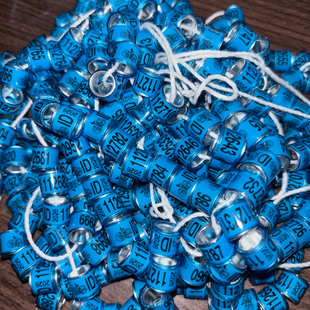 RING RESMI MERPATI POS POMSI ID 2026 FCI