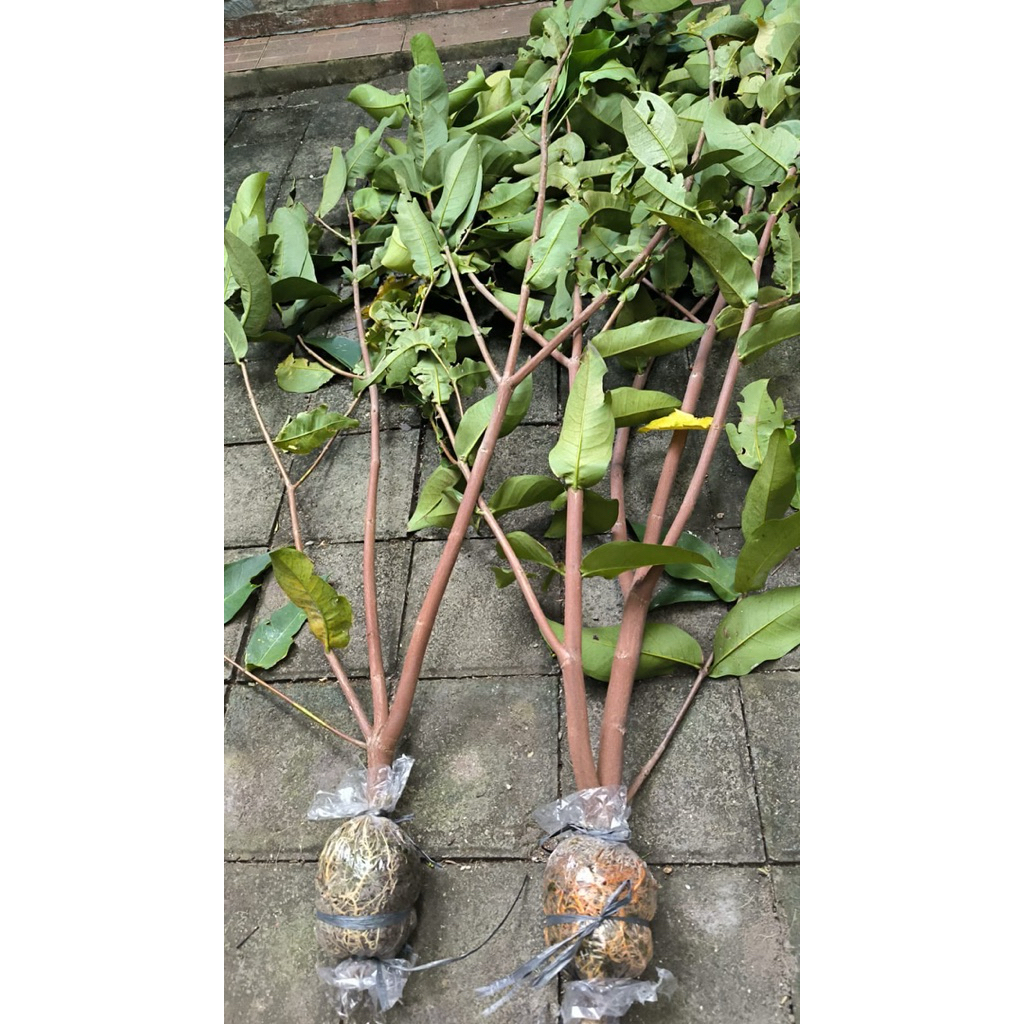 FRESH [KIOJOK] CANGKOK JAMBU AIR ||JAMBU TERMANIS SAAT INI