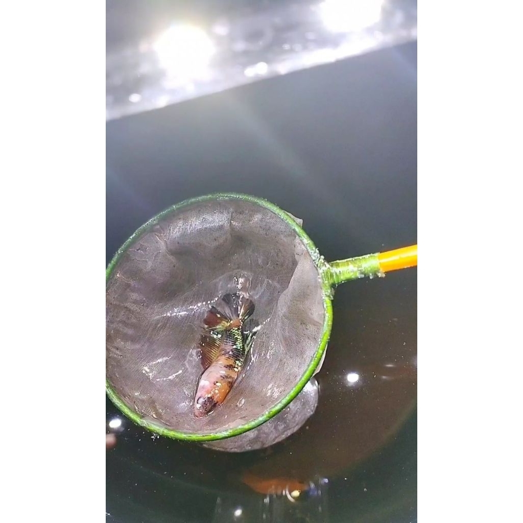 betina cupang indukan ohm multicolour galaxy size M+ full telur sesuai foto vidio real pict 100%