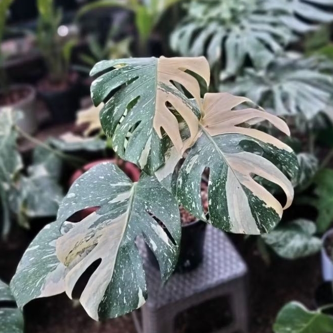 philodendron thai constellation monthai