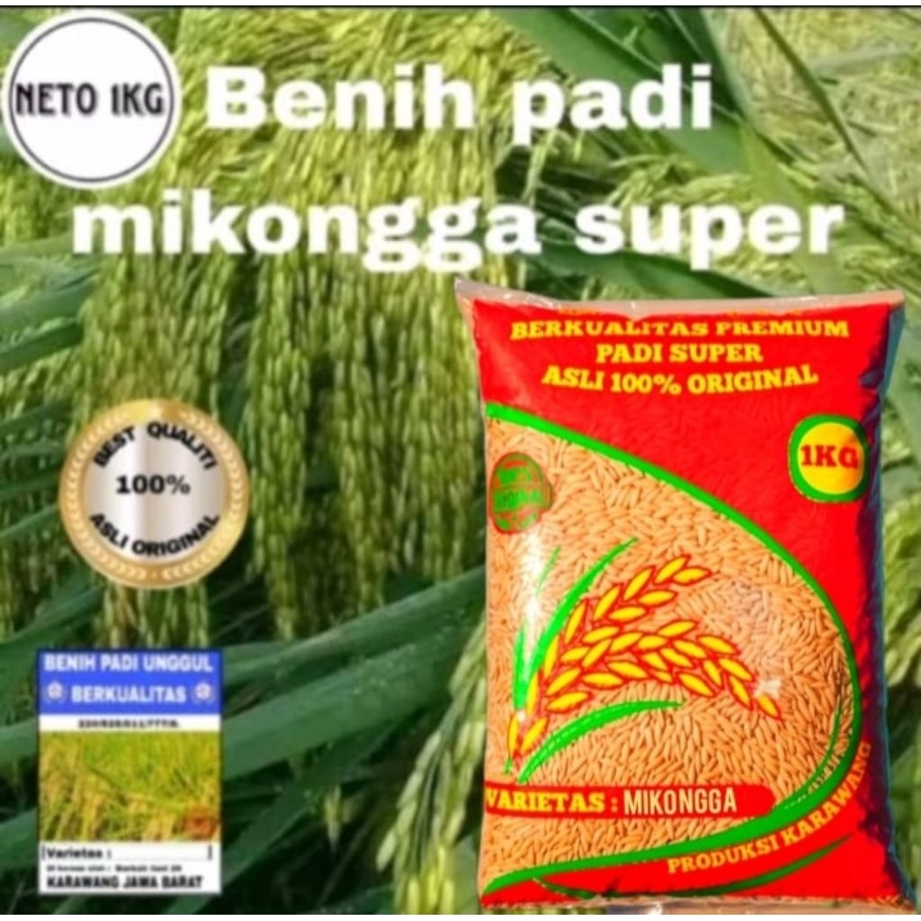 BENIH PADI CIHERANG MEKONGGA SUPER BERKUALITAS 1KG