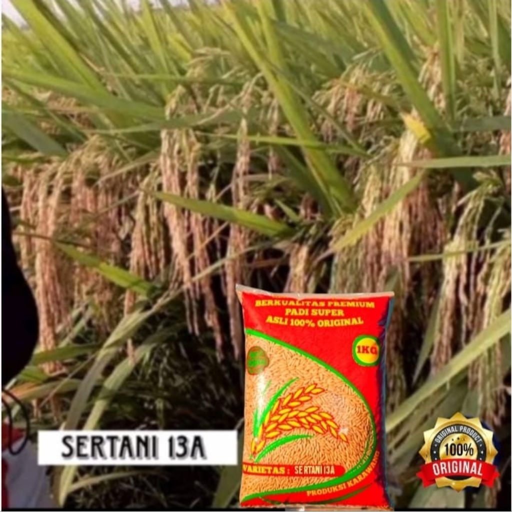 BENIH PADI UNGGUL SERTANI 14 BENIH PADI ORIGINAL 1KG