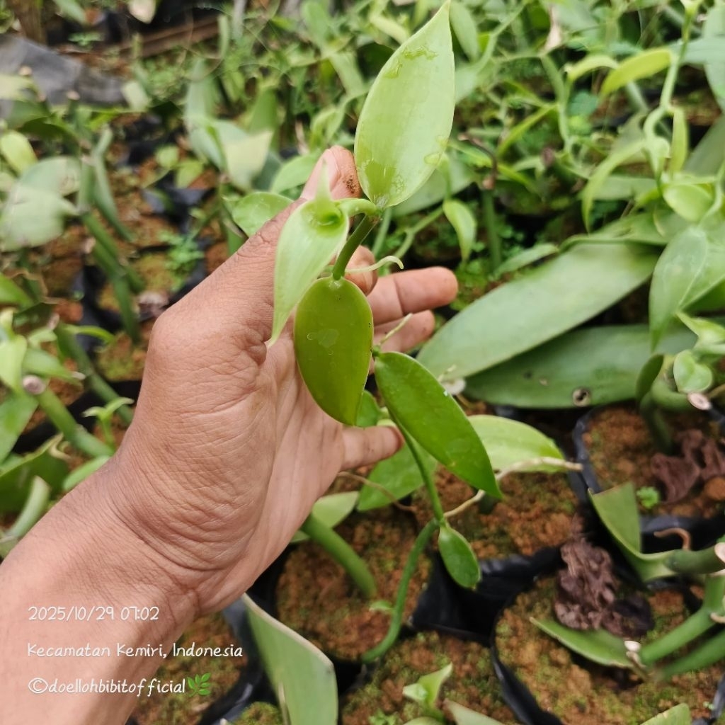 panili(vanilla planifolia)