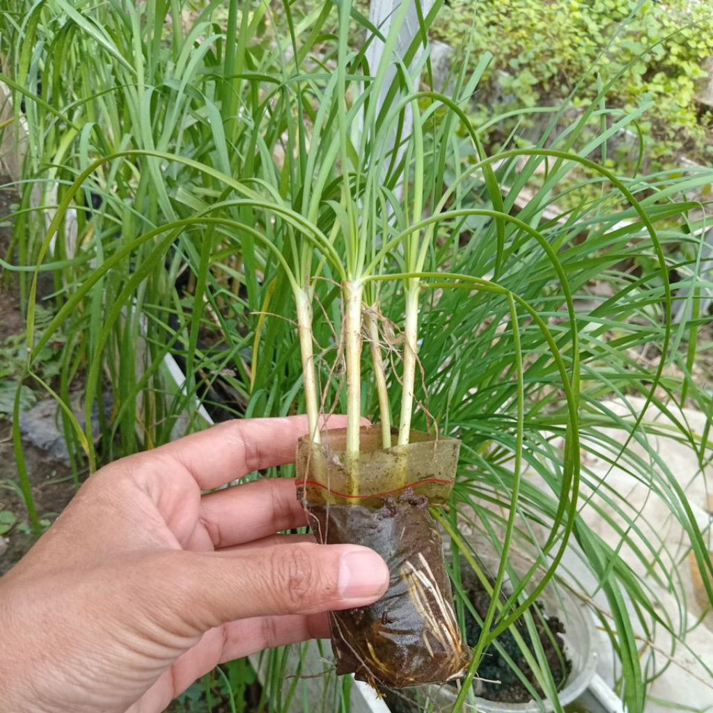 bibit kucai