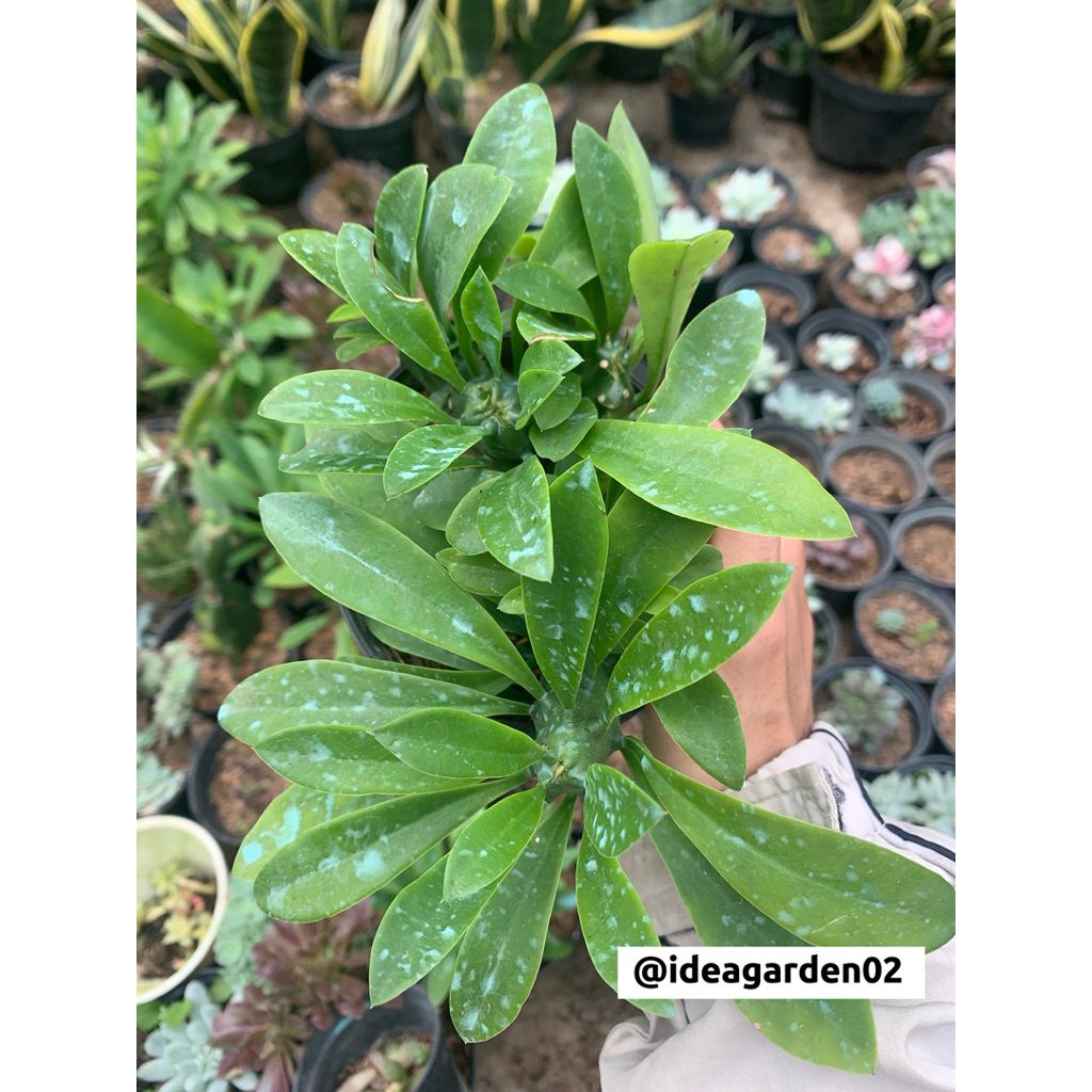 Euphorbia Neriifolia Crusted