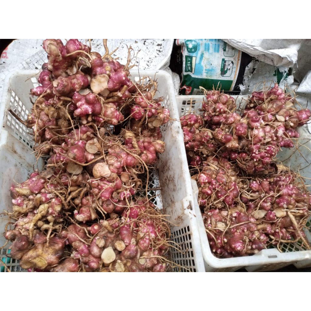 rimpang yacon/benih ubi yacon berat 1kg berkuwalitas menghasilkan buah yacon yg manis kuning dalamny