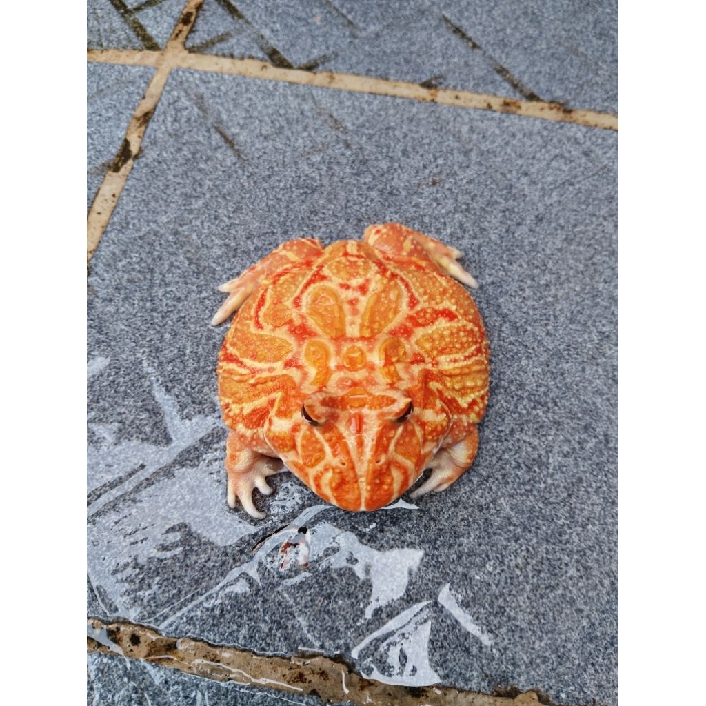 Mainan Pacman Strawberry Jantan