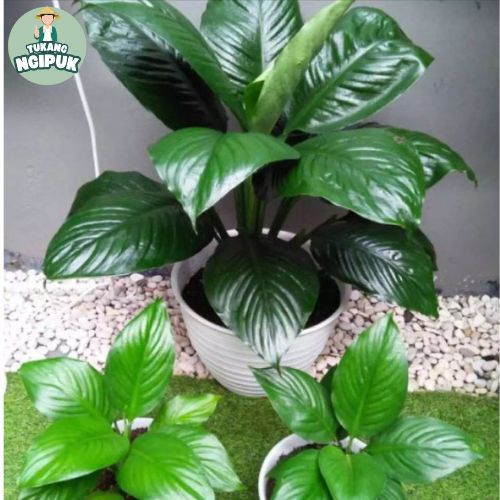 Bibit Tanaman Hias Spathifyllum Bangkok Manaloa