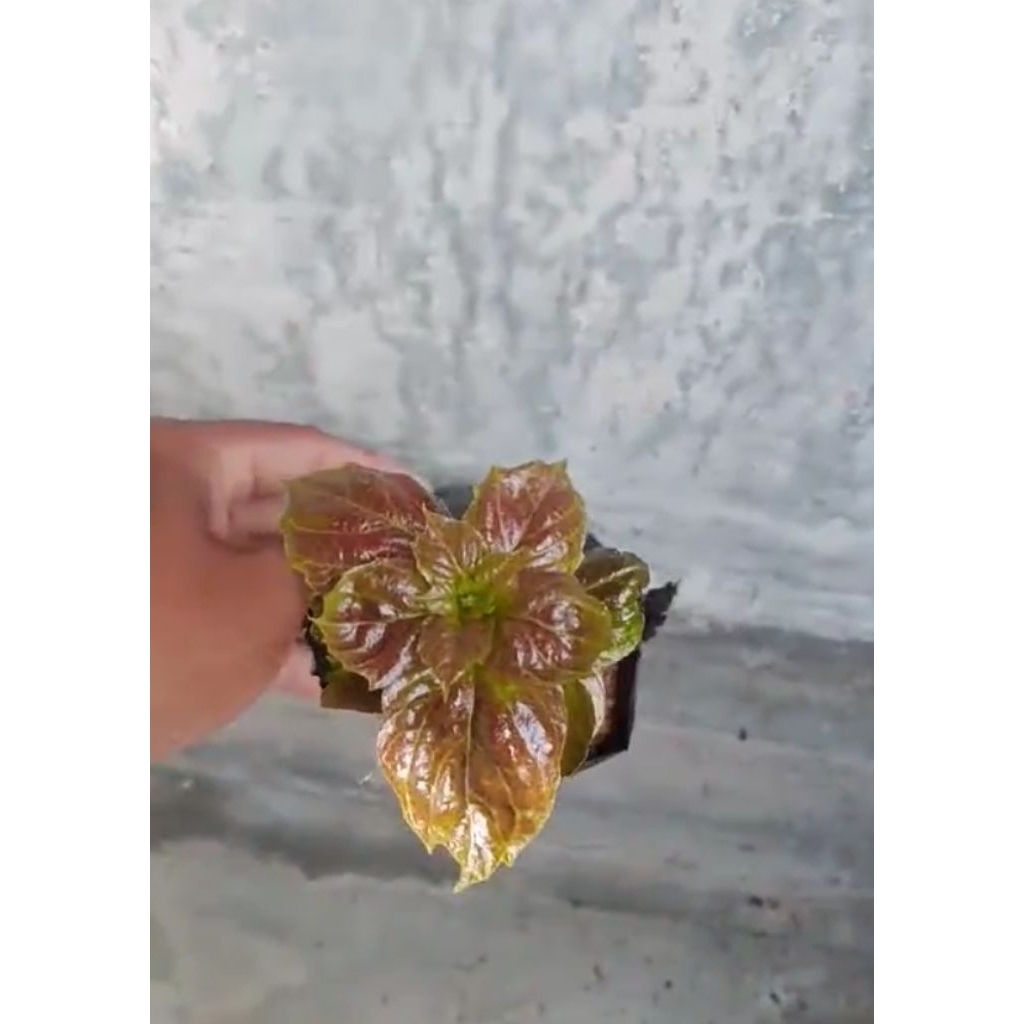 link co 700 rb co 30 sisanya via tf