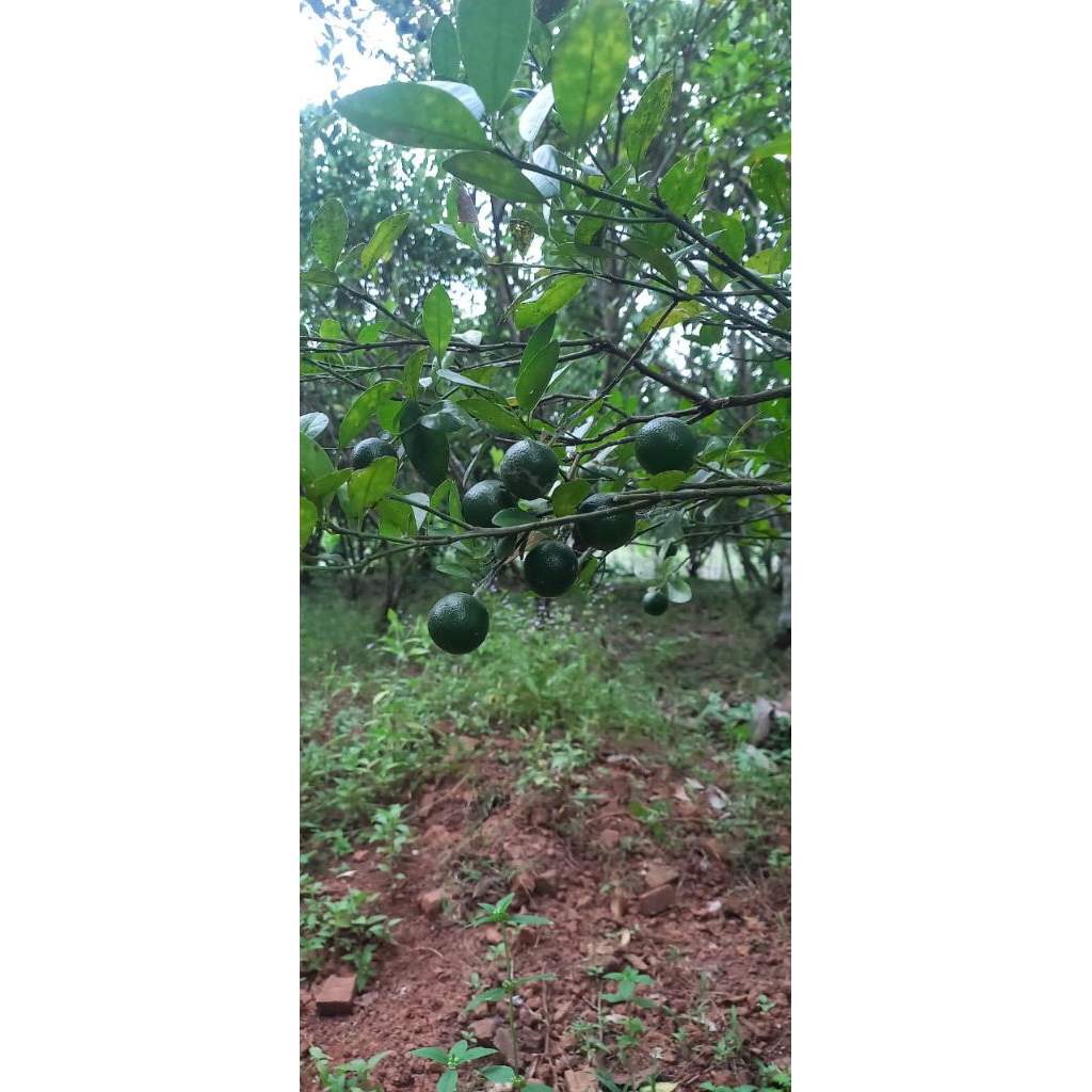 1KG JERUK SONKIT KIAMBOY SEGAR ASAM KHAS