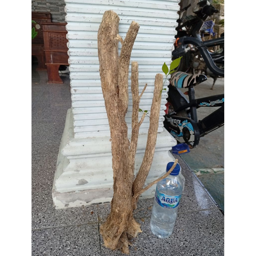 kemuning dongkelan akar batang kemuning lokal bahan bonsai