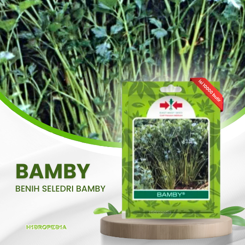 benih seledri bamby