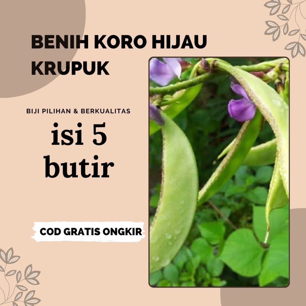 5 biji benih kacang koro hijau.ungu .koro krupuk.koro merah