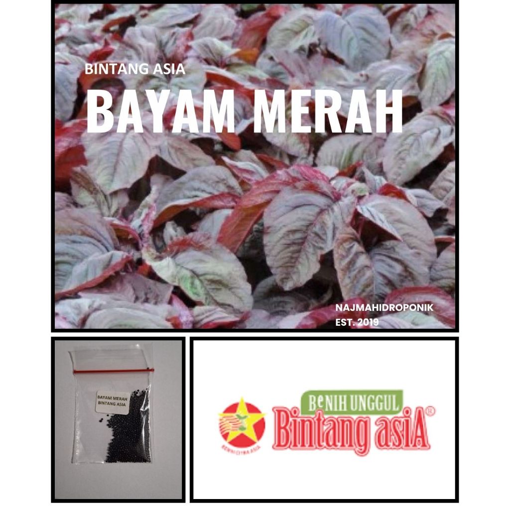 1000 Butir Benih Bayam Merah Repacking (Bintang Asia)