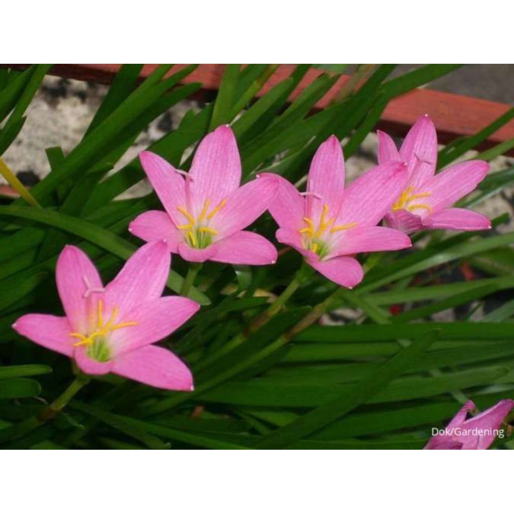 umbi bunga lily hujan pink/rain lily 3 umbi