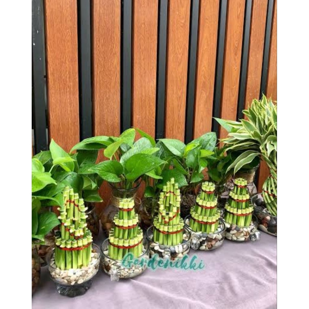 (BISA COD) Tanaman Hias Bambu Hoki Hiasan / tanaman Bambu hoki tanaman hidup