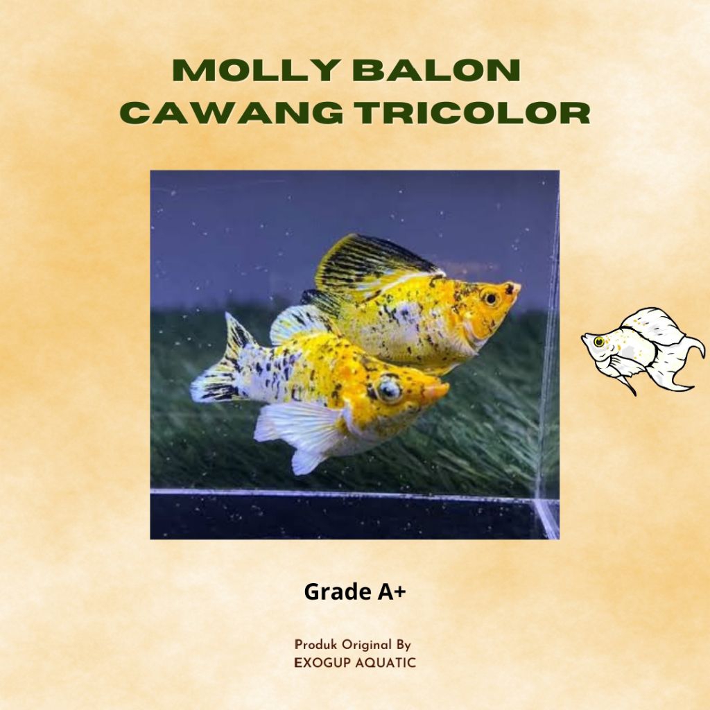 (Harga Sepasang) Molly Balon Cawang Tricolor/Marble/Platinum/Black/Coral Black Tail.