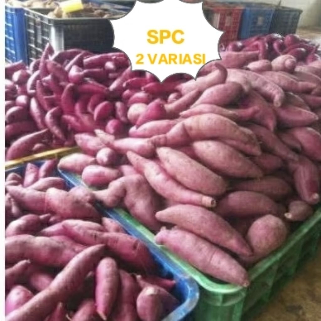 Ubi Ungu Cilembu fresh Mentah Ubi purple Murasaki SPC