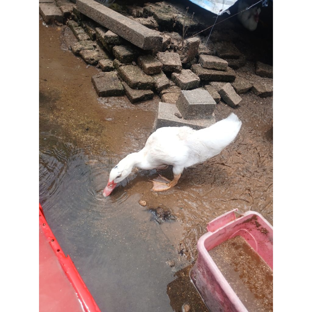 Mentok Jumbo / Superan / Lokal Anakan 1 ekor instant only