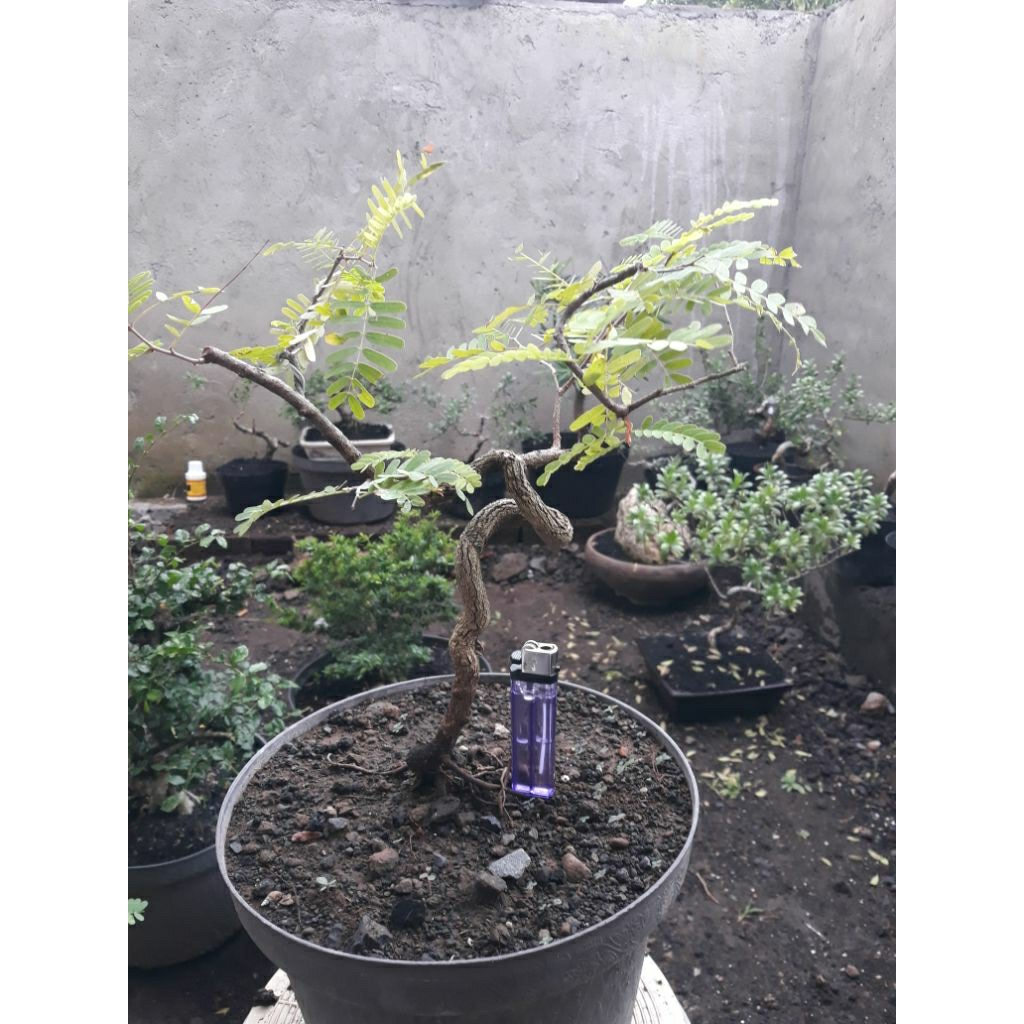 bonsai bahan asem jawa