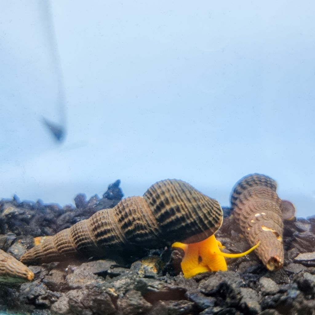 HiasanOrangeRabbitSnail/Keong sulawesi/Pemakan alga