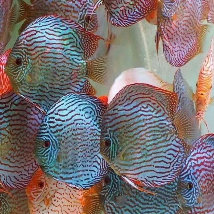 Discus aquarium Blue turquoise / ikan hias air tawar