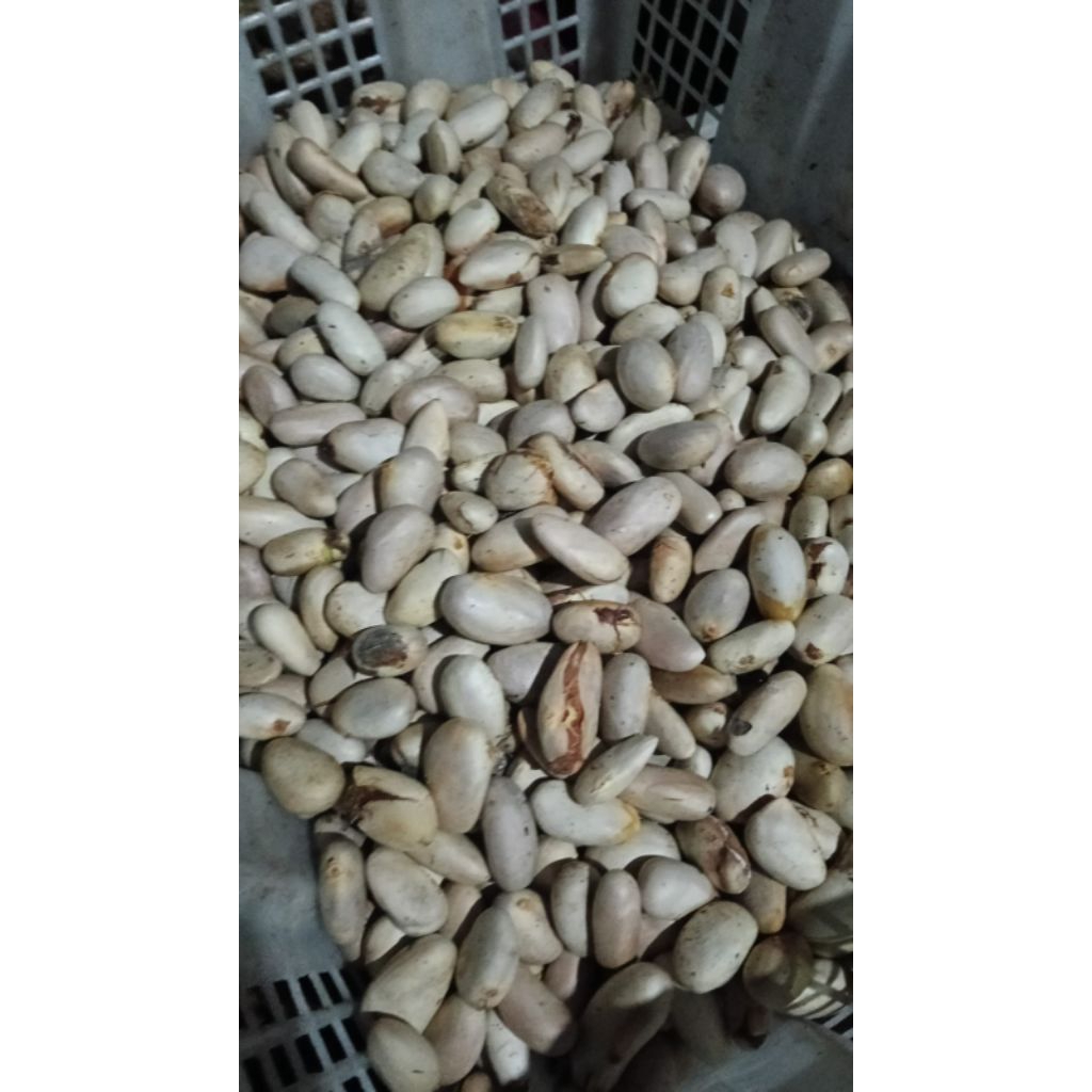 Biji Nangka