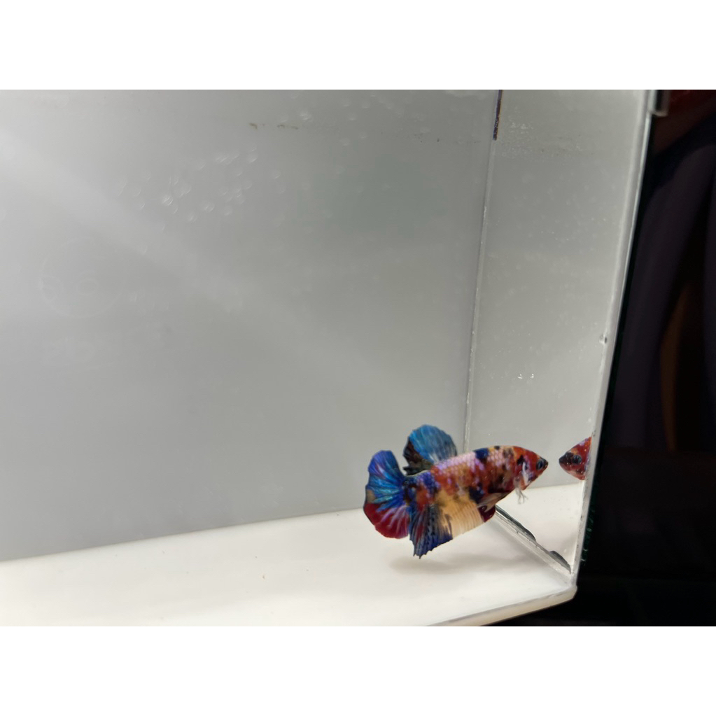 pakan cupang multi yellow base