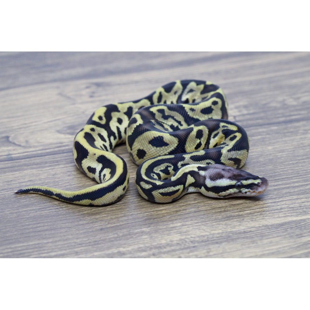 Ballpython Leopard Pastel Het Pied Poss Het Clown Male