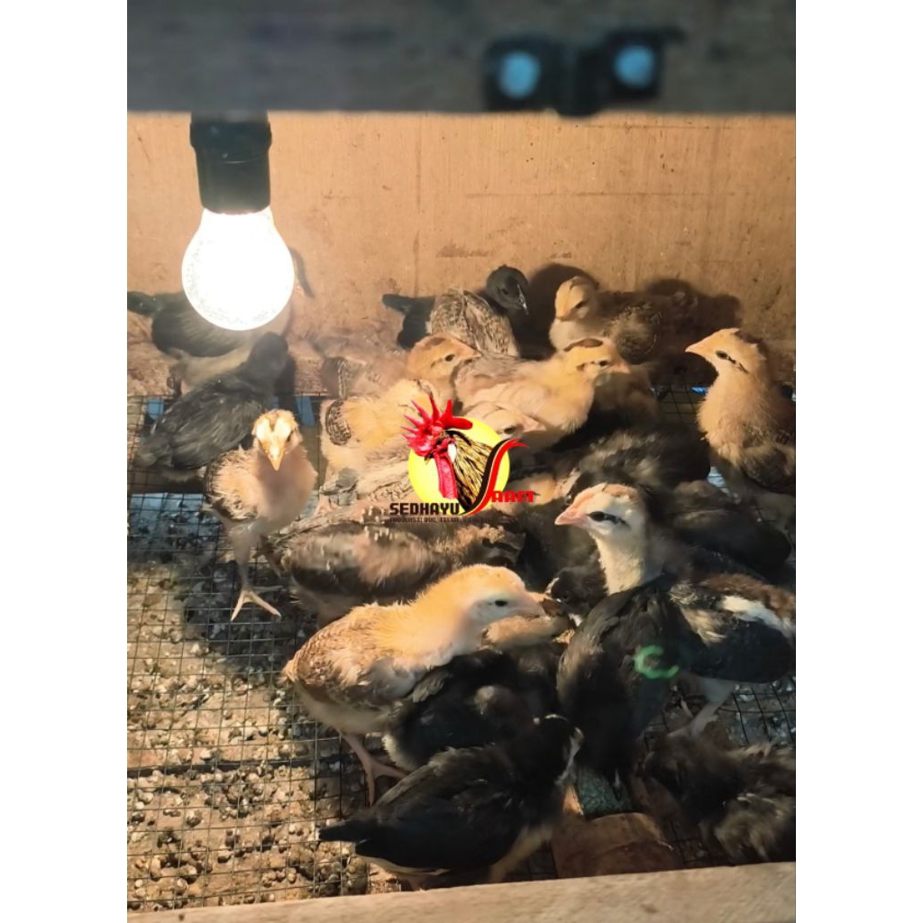 DOC AYAM KAMPUNG SUPER