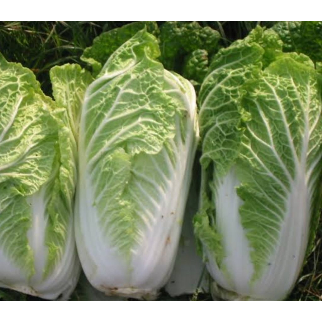 Sawi putih/Sawi putih Fress