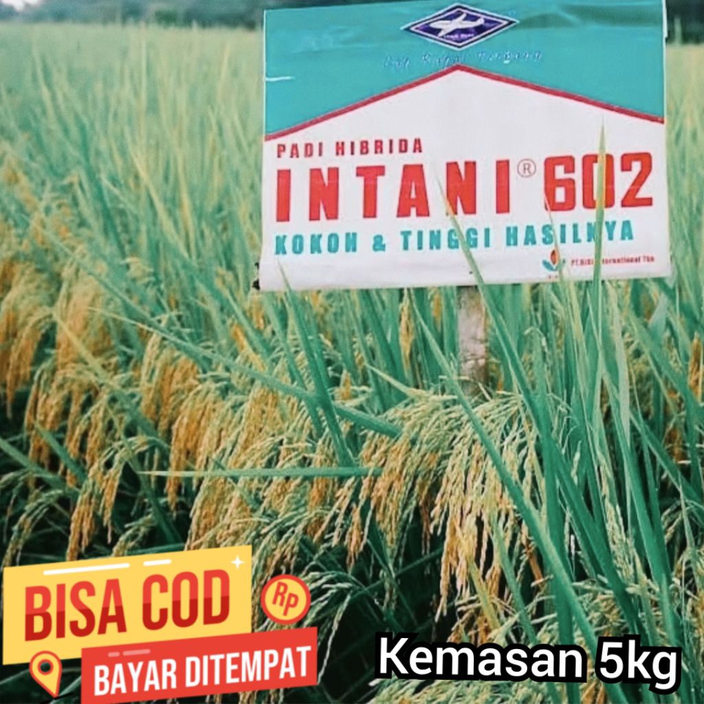 Benih padi hibrida intani 602 premium kemasan 5kg