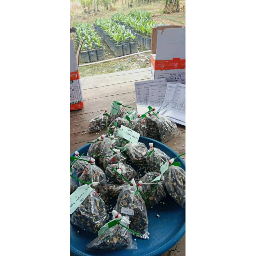 bibit/benih/sawit/PPKS/DXP540NG