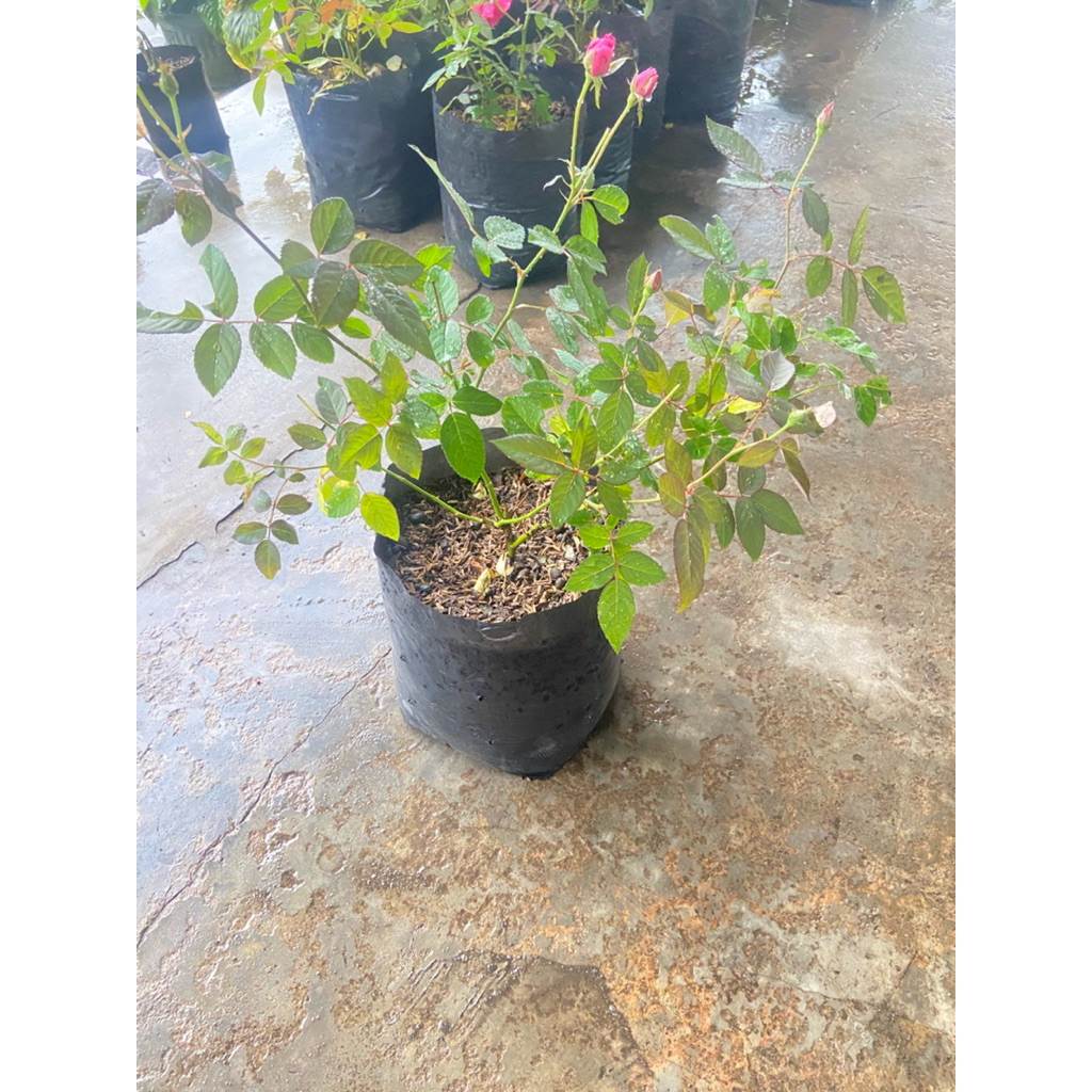 Bibit Mawar Cangkok Tanpa Duri