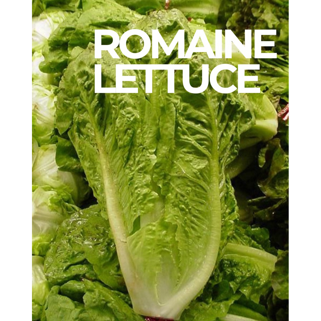 Selada Romaine (Lettuce) 500Gr & 1Kg Sayuran Salad fresh Kriyafood