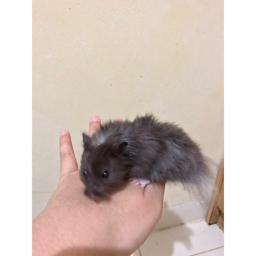 Hamster Syrian Long Hair Black Siap kawin Jinak
