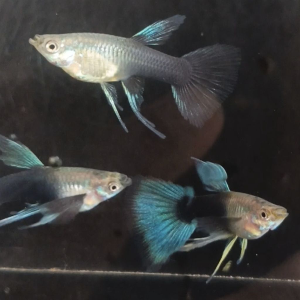 Hiasan Aquarium Guppy Hb Blue Ribon & Normal