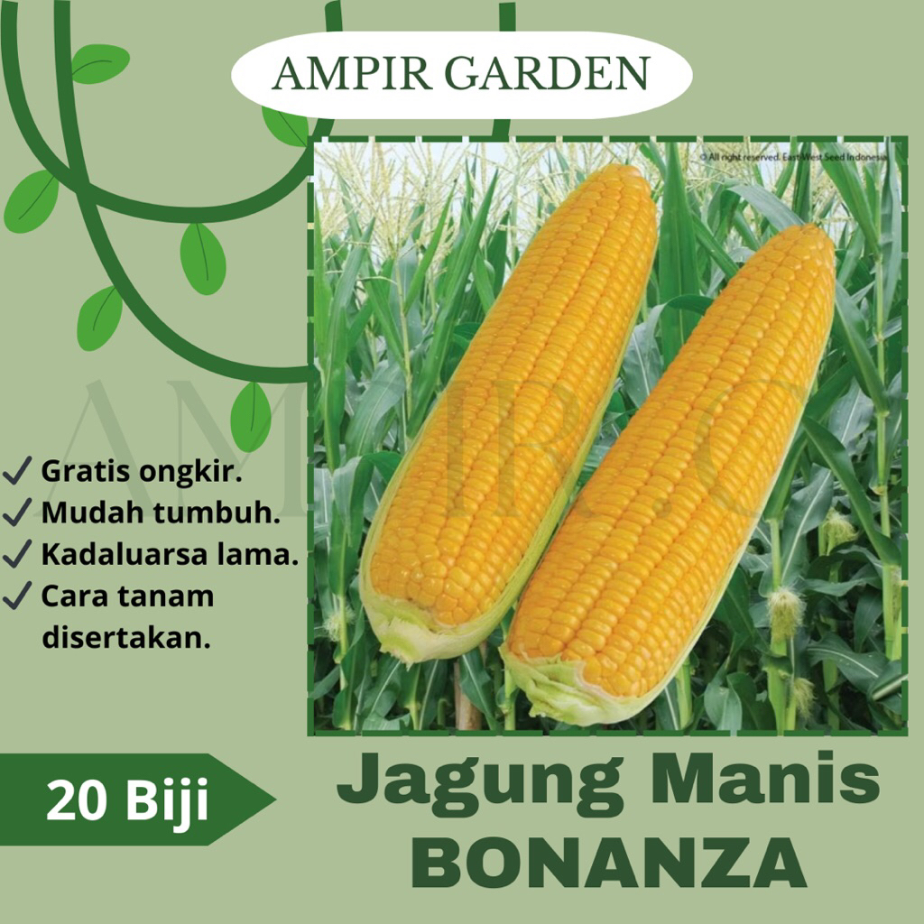 20 Biji Benih Jagung Manis BONANZA F1 Cap Panah Merah / Jagung Golden Tongkol / Bibit Tanaman Sayura