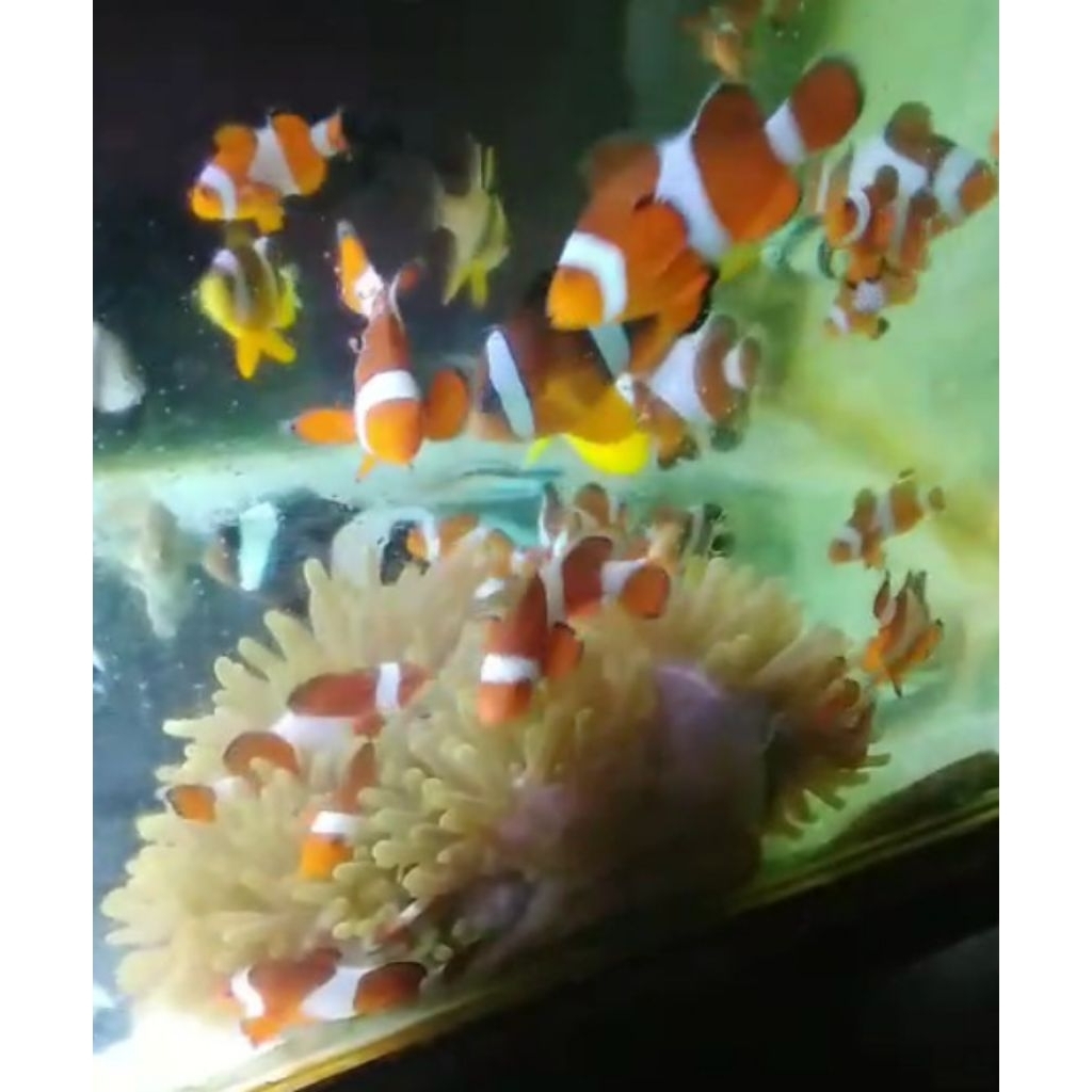 Paket 2 Ikan Nemo + 1 Anemon