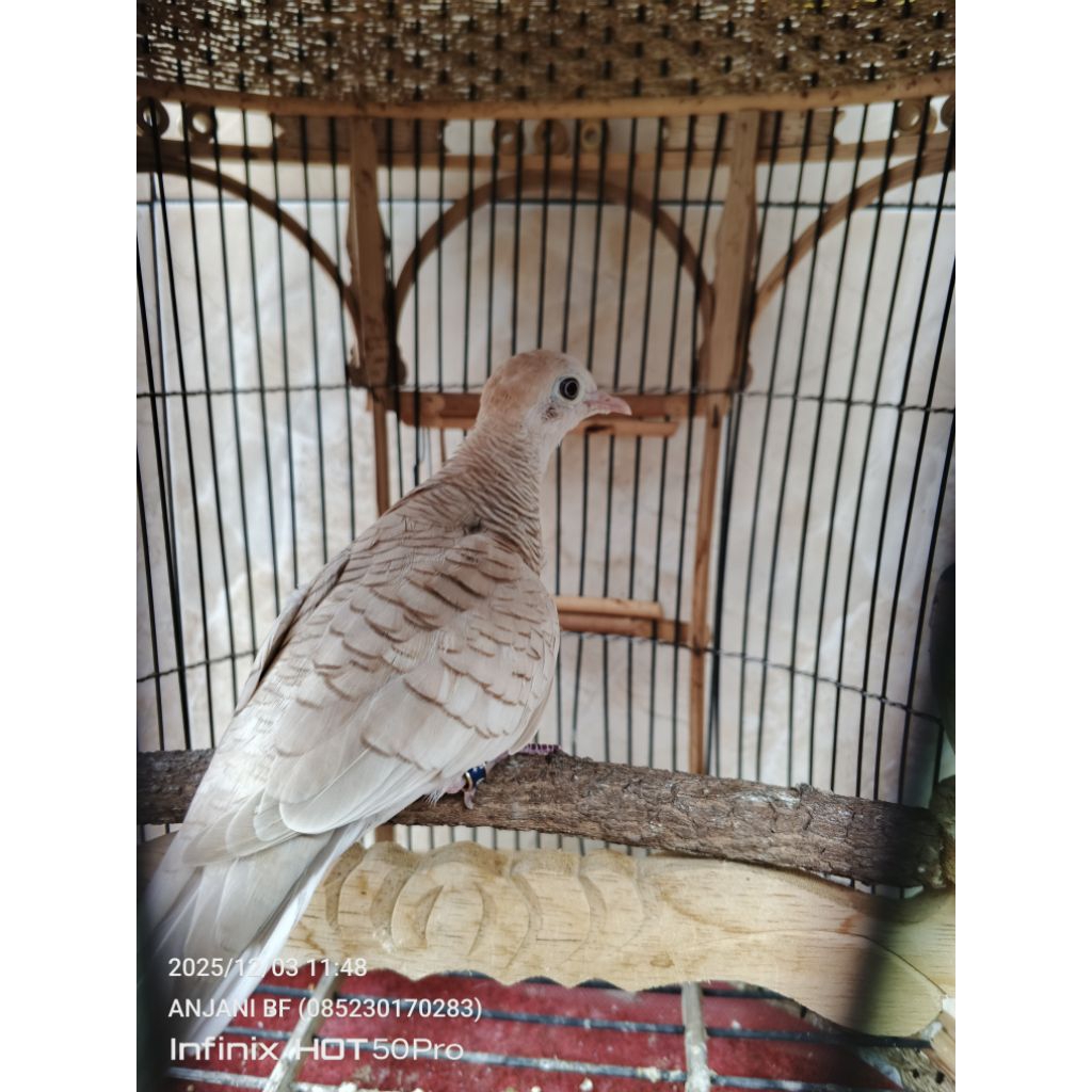 perkutut udan mas mata mersh gacoran