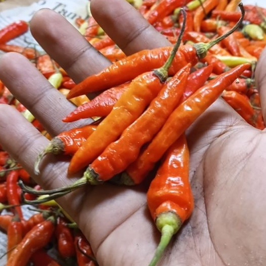 cabai rawit merah  segar 1kg ready langsung dari pasar anyar bogor