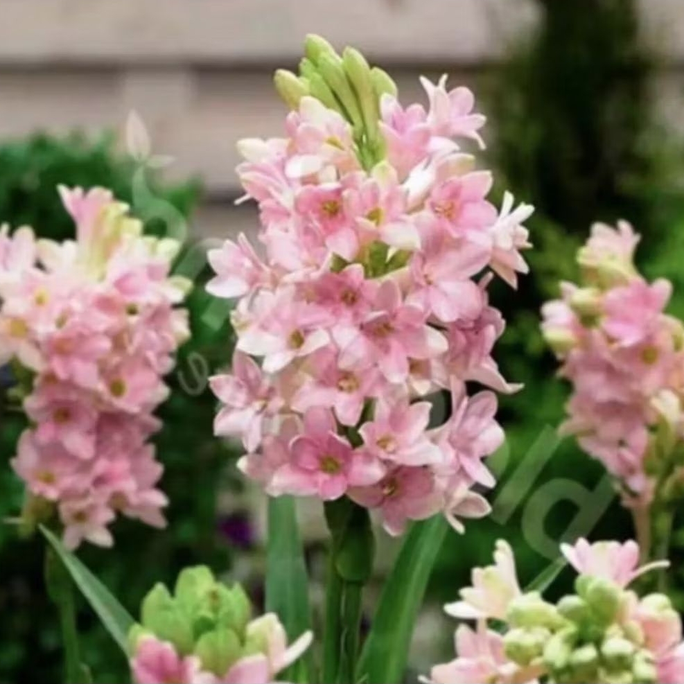 Tanaman Sedap Malam Bunga Pink, Tanaman Hias Sedap Malam Bunga Pink