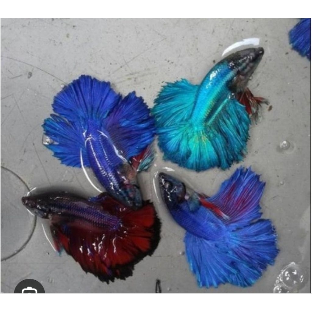 CUPANG HALFMOON (HM) PAKET 5E