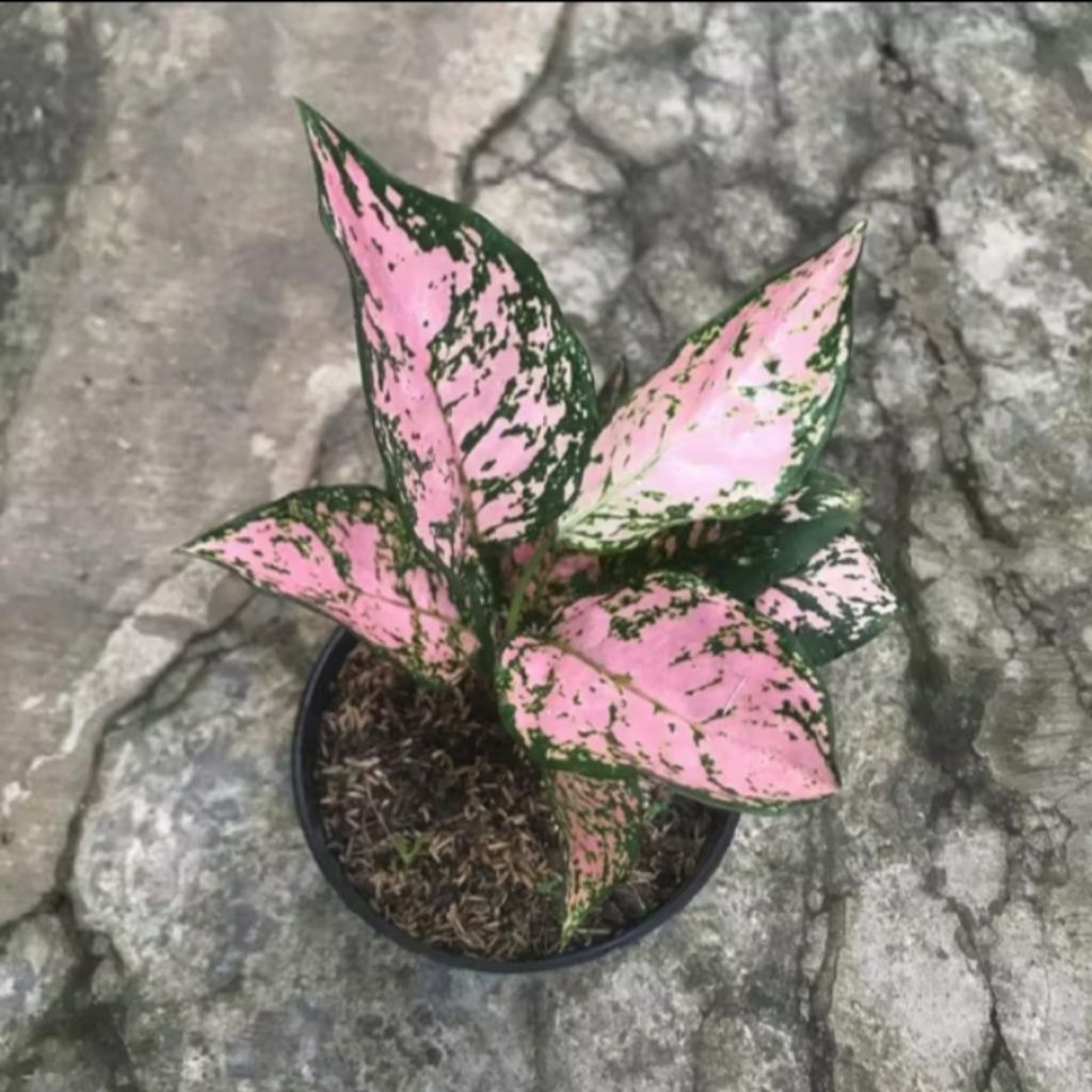 (BISA COD TANAMAN HIAS) aglonema rubby pink // bibit aglonema rubby pink